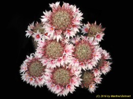 Mammillaria fraileana 827
